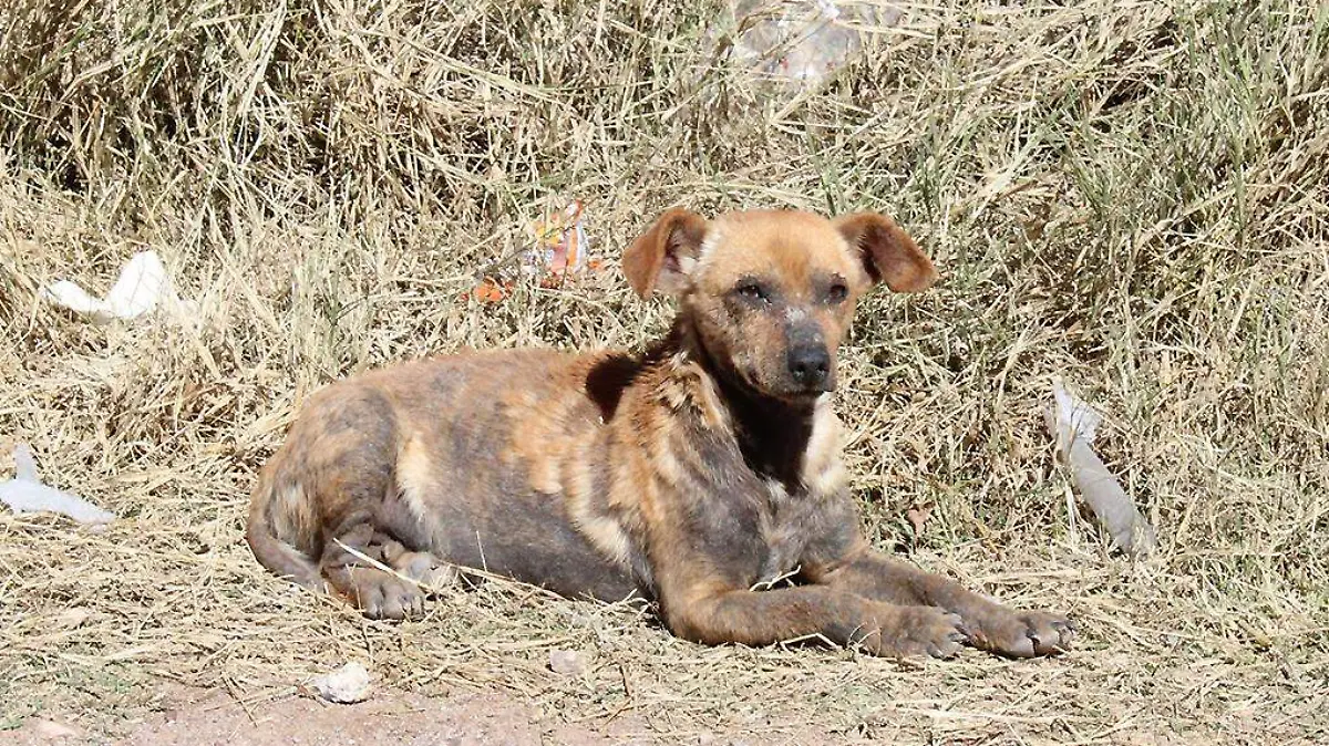 Perro de la calle